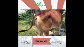 Amity Agro Cow : শাহীওয়াল (ষাঁড়)  Code No - 307 (Eid Ul Adha - 2023)