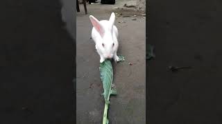 খুবই সুন্দর একটি খরগোশ | A very beautiful rabbit #rabbit #cutebaby #fannyvideo #fannyrabbit