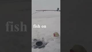 Fish on ice fishing trout.