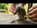 heron day_03 🐣 baby gray heron feeding 🦩