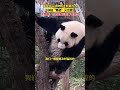 江蘇南京， 動物園回應大 熊貓 九九妖嬈舞姿火出圈 ：可能屁股比較癢，哈哈哈哈…… panda 熊猫 dancing dance 搞笑 funny lol