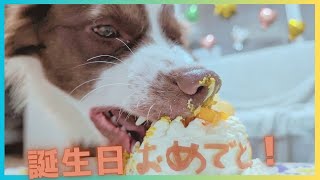 【#ボーダーコリー】１歳の誕生日🎂犬用ケーキを手作りしてみました！ | Birthday of my dog, a Border Collie