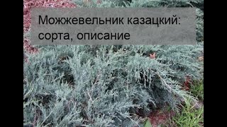 Можжевельник казацкий: сорта, описание