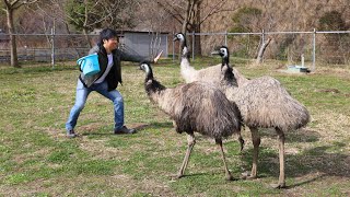 Being chased by a huge emu like a dinosaur