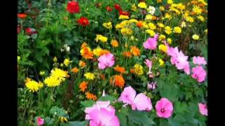 بی قرار - بیژن بیژنی