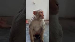 बंदर से मजाक नही 😆😂।# monkey expressions #funny #comedy #comedyshorts# trending shorts