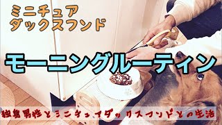 ミニチュアダックスフンドのモーニングルーティン