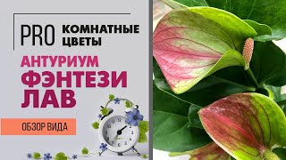 Антуриум Фэнтези Лав. Обзор сорта | Цветок мужское счастье