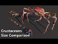 Crustaceans Size Comparison | The largest crab in the world