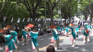 K-one動流夢／公園通北会場（流し）／第30回朝霞市民まつり 彩夏祭2013