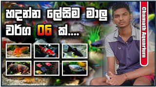 හදන්න ලෙසිම මාලු වර්ග 6ක් //Chamath Aquarium