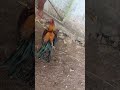 கட்டு சேவல் mind voice _shorts _funnyshorts _funnyanimalvideos _funnyshorts _funnyanimals _trending