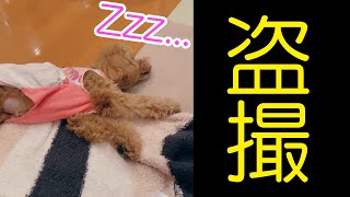 【トイプ犬】ぐっすり寝ているトイプードルを盗撮しようとしたら・・・【因幡はねる / あにまーれ】 #Shorts