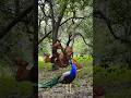 Zombie Attacks on Peacock 2 🦚 #funnyvfx #funny #zombieshorts #nature #wildlife