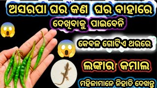 ବିନା ଔଷଧ  ବିନା କେମିକାଲ  ଏହି ଘୋରଇ  ଫିଙ୍ଗା ଯାଉଥିବା  ଜିନିଷରେ  ଝିଟିପିଟି  କୁ ଦୂର କରିବା 😱@mbj vlogger