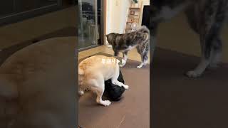 達観しているチャウチャウ【多頭飼い】【大型犬】＃Shorts