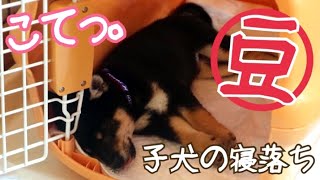 豆柴(柴犬)子犬 / 悶絶！キュン♡生後3か月の寝落ちと今を見比べてみた！ VLOG - 3 months old Shiba Inu dogs puppy sleeps