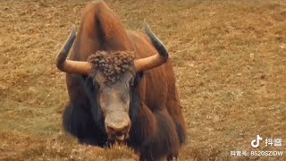 WILD YAKS ARE FIGHTING 🔥🔥🤜🏽🤛🏽🦬