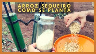 🔴 Como PLANTAR ARROZ SEQUEIRO / ARROZ DO SECO / Guia Completo atualizado