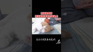 聽說橡皮筋無法掛到貓咪耳朵上，真的嗎？#貓 #貓咪 #cat #橡皮筋挑戰 #橡皮筋