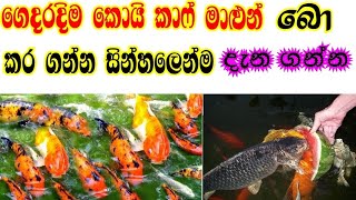 Koi Breeding in sinhala# කොයි කාෆ් මාලුන් බොකරගන්නා ආකාරය ගැන දැන ගන්න