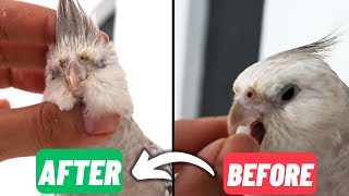 オカメインコに羽繕いをさせる方法