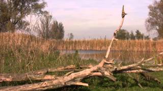 Wandeling door de Oostvaardersplassen