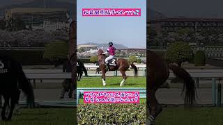 松若風馬騎手のしつけ😡マサハヤウォルズ、近くにいる元コンビ聖奈ちゃんが、気になった？#shorts