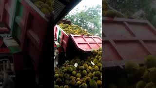 Durian palembang