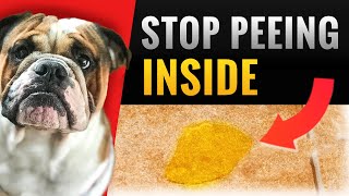 How To Potty Train Your Bulldog?