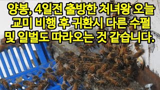 양봉 처녀왕 교미 비행후 귀환시 다른 수펄과 다른 일벌도 따라오는 것 같습니다