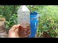 7 டேஸ் ரோஜா செடி வளர்ப்பு மற்றும் டிப்ஸ்.7 days rose plant growing method and tips.