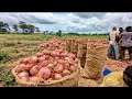 Onion Farming | Modernized Way of Growing Onions From Nursery to Harvesting #onions #onion