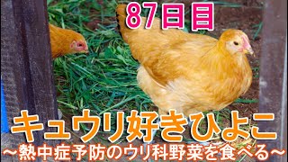 キュウリ好きひよこ～熱中症予防で大好物のウリ科野菜を食べる名古屋コーチンの大雛雌鶏～