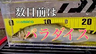 【鮎釣り】納竿したくありません！