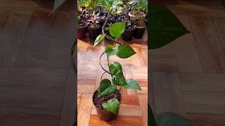 Unique way to propagate Money Plant. 70 Days Growth Update. Adding Support to Plant..
