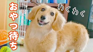 愛犬 風呂上りのおやつを辛抱強く待つ健気な姿がかわいいダックスフンド