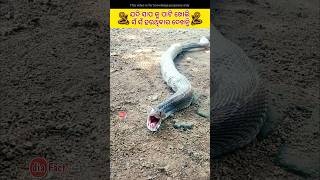 🐍ଯଦି ସାପ କୁ ଏପରି ପାଟି ଖୋଲୁଥିବାର ଦେଖନ୍ତି | fact in odia #fact #snake #viralshort #odiareels #shots