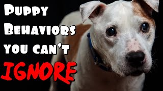 Pit bull Puppy Behaviors you cant IGNORE!