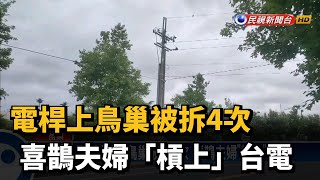 電桿上鳥巢被拆4次 喜鵲夫婦「槓上」台電－民視新聞