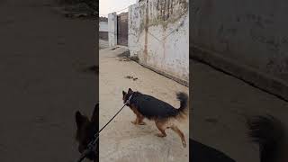 German shepherd dog on morning walk #germanshepherd #fun #pets #doglover #puppy #shorts #shortsfeed