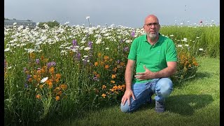 Veldbloemenupdate 4: veldbloemen in het openbaar groen