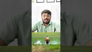 મગ માં ફીણ | mag ma fin vde 6 | spittle bug #agriculture # farmi #farming #gardening #plantcare