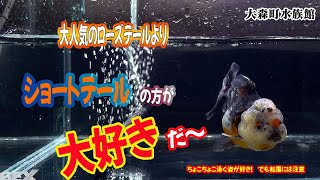 【金魚】大人気のローズテールよりショートテールの方が大好きだ～