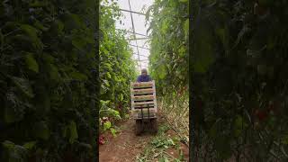 Harvesting tomato #farming #tomatogarden #garden #tomato #satisfying #gardening #agriculture