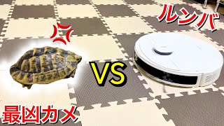 全てのカメにブチ切れる激荒リクガメの前でルンバを起動してみると……