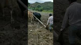 arando la tierra con toros bravos