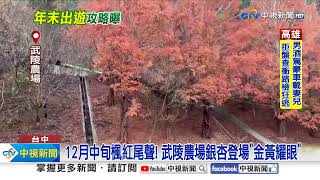 福壽山楓紅尾聲! 民眾拍照拉扯 場方罕見PO文批評│中視新聞 20231209