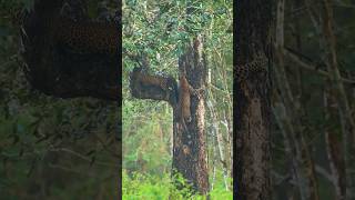 Leopards Can Climb Like a Cat #wildlife #leopard #shorts #animals