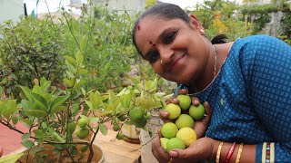 Its raining lemons in my terrace garden|ನನ್ನ ತಾರಸಿ ತೋಟದಲ್ಲಿ ನಿಂಬೆಹಣ್ಣುಗಳ ಮಳೆ